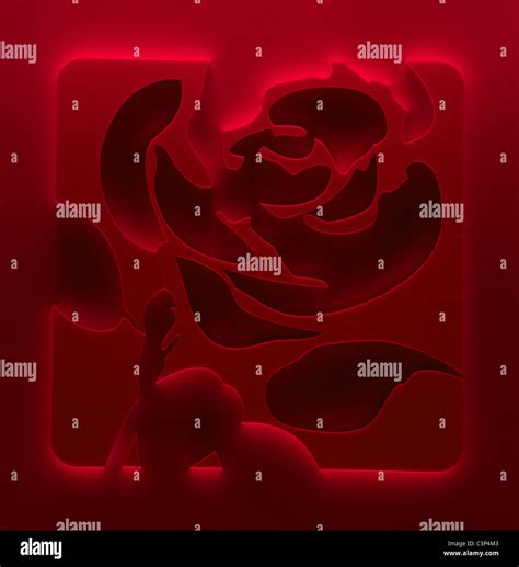 Labour Rose High Resolution Stock Photography And Images Alamy