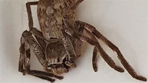 Horrified Woman Finds Huge Huntsman Spider Hanging From Corner Of