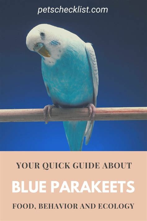 Blue Parakeets 5 Things To Know Before Getting One Pets Checklist