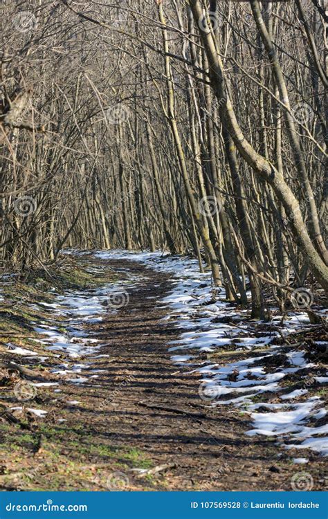 Winter Forest At Dusk Stock Photo Image Of Mysterious 107569528