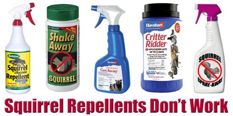 Squirrel Repellent Does It Work