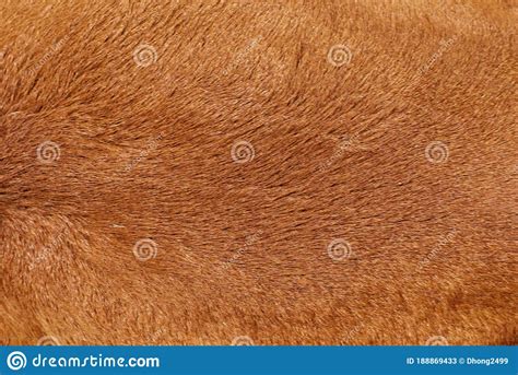 Cow S Fur Texture Of A Brown Cow Stock Image Image Of Brown Texture