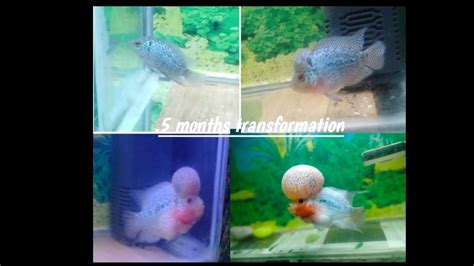 Flowerhorn Growth Day 1 To 111 Youtube