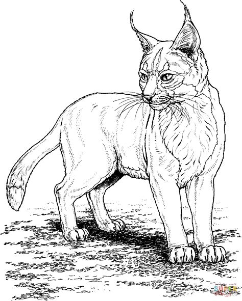 Bobcat Coloring Pages To Download And Print For Free