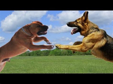 German shepherd dogs are one of the most intelligent dog breeds and they are known to be great protective companions. American Staffordshire terrier VS German Shepherd Dog ...