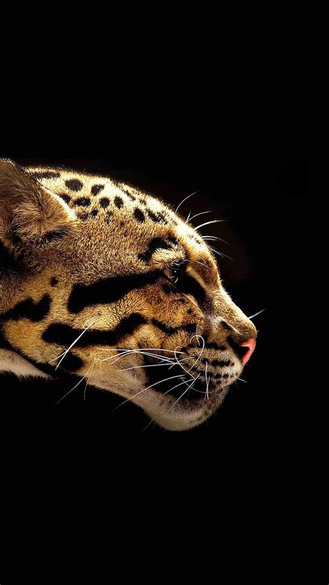 Jaguar Animal Big Big Cat Cat Wild Hd Phone Wallpaper Peakpx