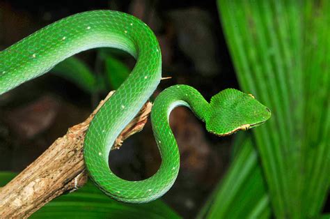 Jackjones Blog Venomous Snakes In The Philippines