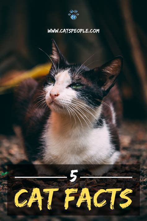 5 Cat Facts You Should Know Cat Facts Cat Parenting Cats