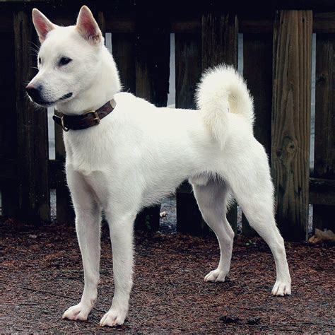 Hokkaido Vs Kishu Breed Comparison Mydogbreeds
