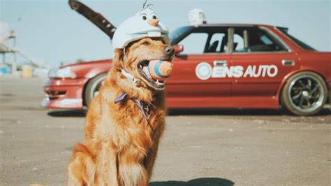 Golden Retriever Jett The Drift Dog Hits The Racetrack In Viral Video
