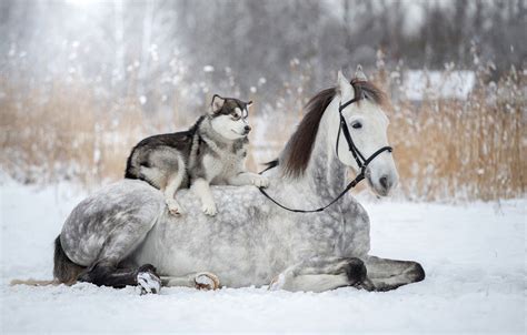 Winter Horse Wallpapers Top Free Winter Horse Backgrounds