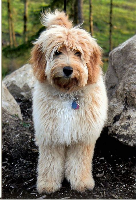 Find goldendoodle in dogs & puppies for rehoming | find dogs and puppies locally for sale or adoption in canada : Labradoodle Puppies Portland Oregon | Labradoodle ...