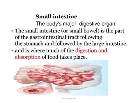 Solution Small Intestine Function Anatomy Studypool