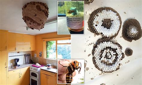 One Of The Largest Asian Hornet Nests Found Inside Derelict House