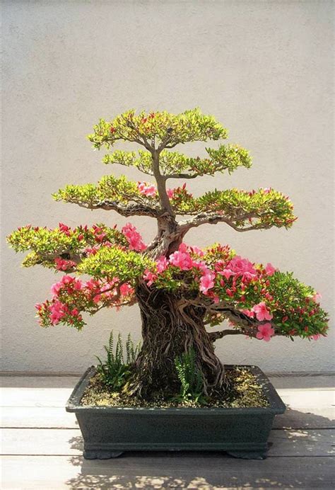 Babamail 22 Beautiful Bonsai Trees That Redefine The Name