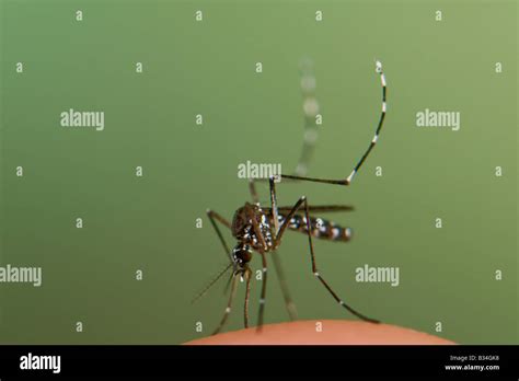 Female Aedes Albopictus The Asian Tiger Mosquito Blood Feeding On