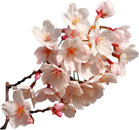 Sakura Png Transparent Image Download Size 1348x1260px