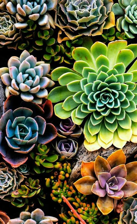 Garden Cactus And Succulents Wallpaper Types Of Succulent Plant