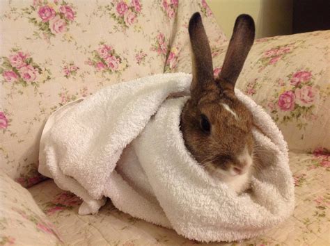 Jersey Just Loves Being A Bunny Burrito Rabbits