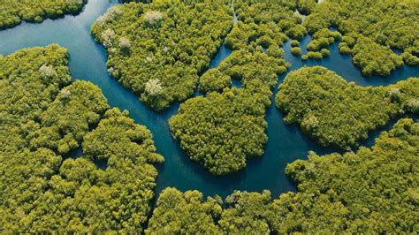 Aerial View Of Mangrove Forest And River On The Siargao Island