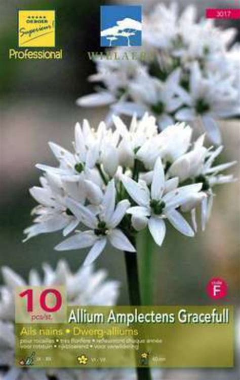 Allium Amplectens Gracefull Sierui Bloembollen 6 10 Stuks Bol