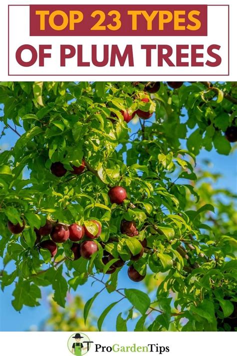 Top 23 Most Beautiful Types Of Plum Trees Types Of Plums Plum Tree