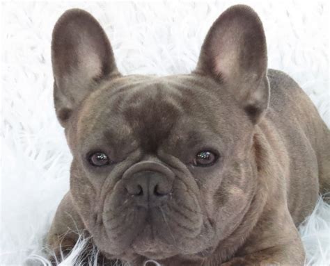 Healthy akc registerd male and female blue french bulldog puppies for sale.for more info and pics please just text me only using the 503. Blue French Bulldog Puppies for Sale - Breeding Blue ...