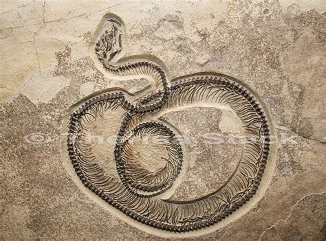 Fossil Snake Fossil Butte National Monument Wyoming 42 Inches Long