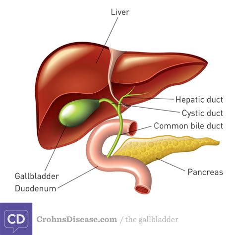 The function of the gallbladder is to store the dilute bile it receives from the hepatic duct, concentrate it. Gallstones Symptoms And Weight Gain - Blog Dandk