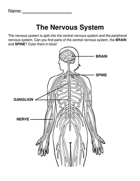 Free Nervous System Coloring Pages