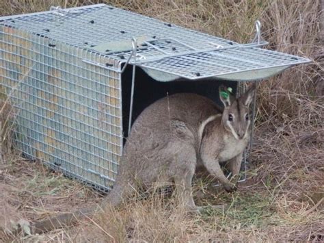 True Collaboration To Save Endangered Wallaby Fitzroy Basin Association