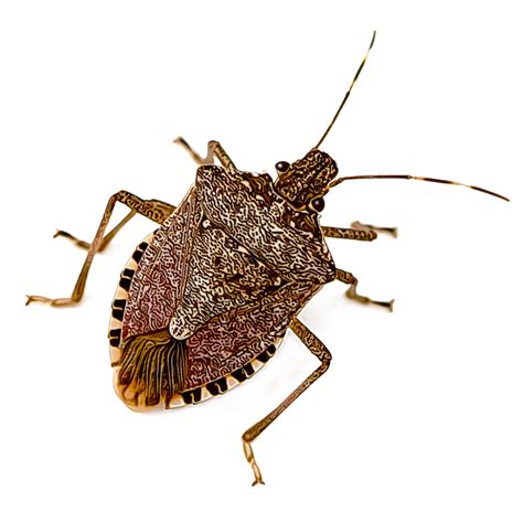 The stink bugs were drawn to the traps, and they died. Identify and Control Stink Bugs | GardenTech®