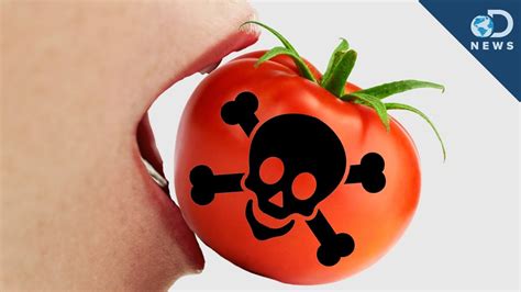 5 Poisonous Foods You Love Youtube