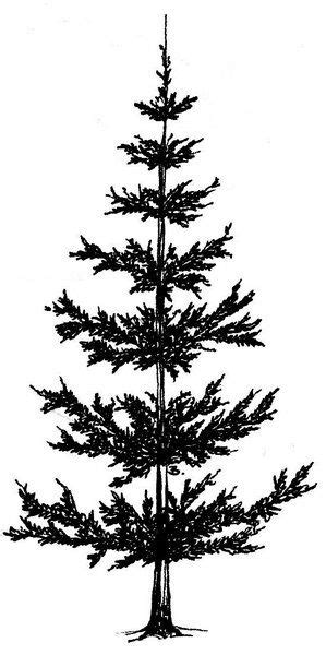 Pine trees are one of the mist beautiful trees on the planet. Beccy's Place: Pine Trees - ClipArt Best - ClipArt Best ...