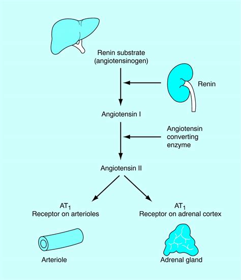 The Pathophysiology Of Hypertension The Bmj