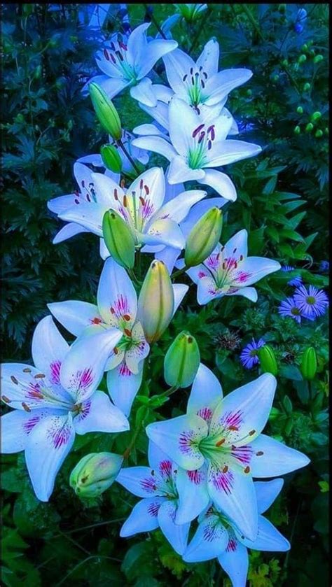 Beautiful Blue Lilies Beautiful Flowers Pictures Unusual Flowers