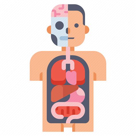 Anatomy Body Health Medical Icon Download On Iconfinder
