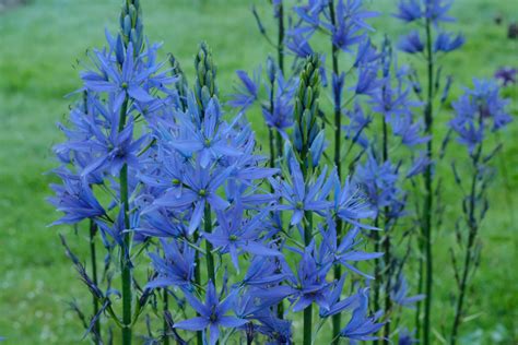 Blue Camas Camassia Quamash — Botany With Brit