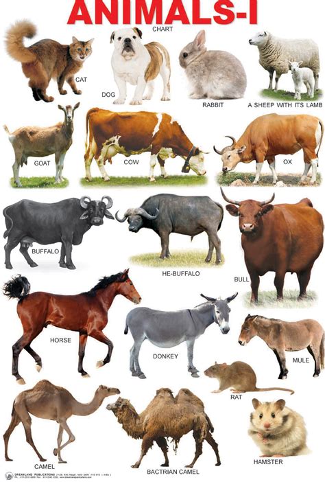 View Chart Of Wild Animals Image Temal