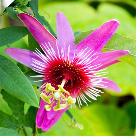 Passion Flower Vine Anastasia Passiflora Vine Red And Pink Easy To