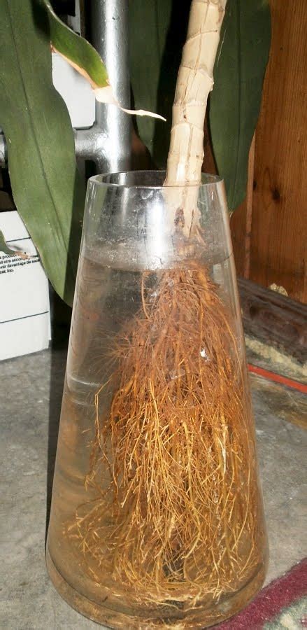 We did not find results for: Plants are the Strangest People: Stupid Plant Tricks ...