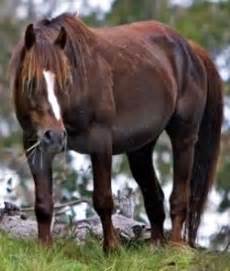 140 HORSES- Brumby ideas | horses, brumby horse, wild horses