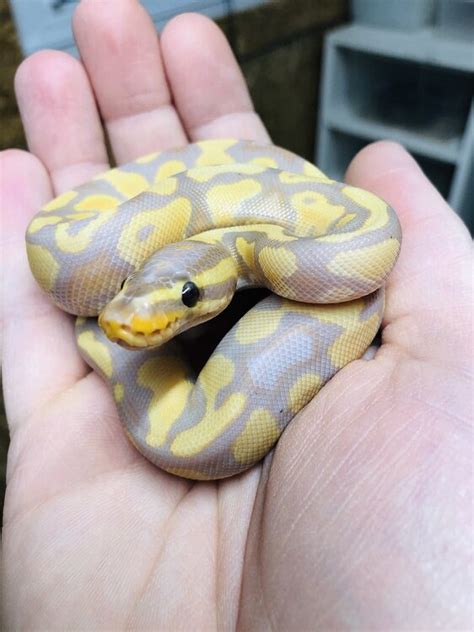 2019 Banana Yellowbelly Ball Pythons Morphmarket Reptile Community