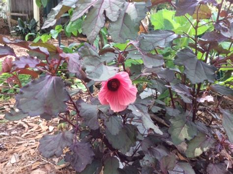 Buy 3 and get 1 free best price fast, free p&p. Roselle and Other Edible Hibiscus | Tallahassee.com ...