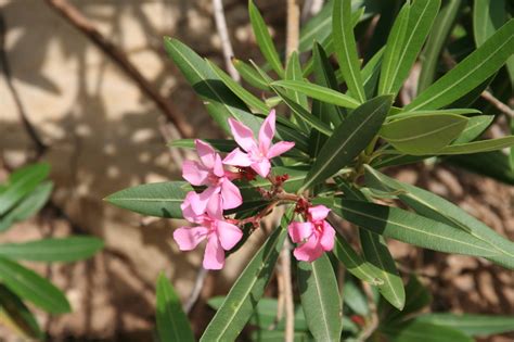 West African Plants A Photo Guide Nerium Oleander L
