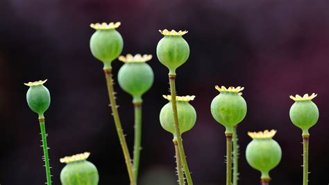 Opium Poppy Bing Wallpaper Download