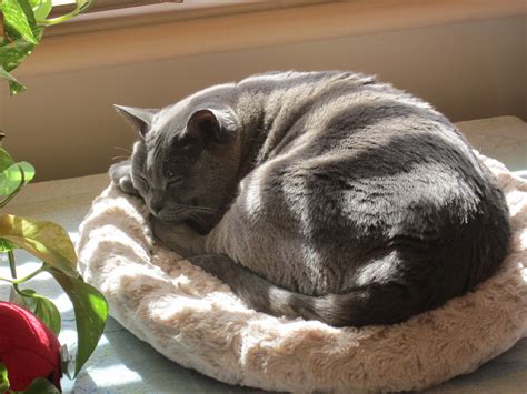 We would like to show you a description here but the site won't allow us. Cat retirement home... mmmmmm | Crazy cats, Cats, Animals