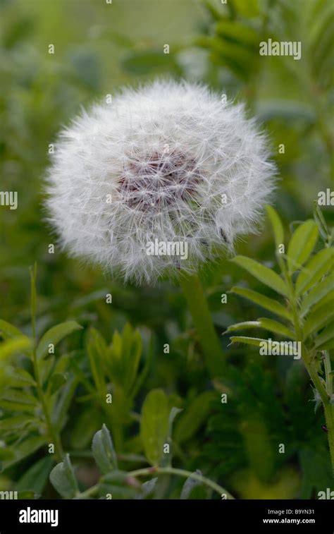 Dandelion Stock Photo Alamy