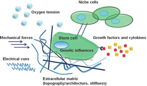 Stem Cell Fate Is Regulated By Varied Factors Including Genetic