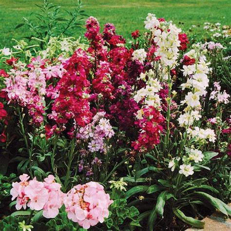 Even without companion benefits, the vegetable garden is a lovely place to plant flowers intended for cutting. Pin on Gorgeous Garden Plants